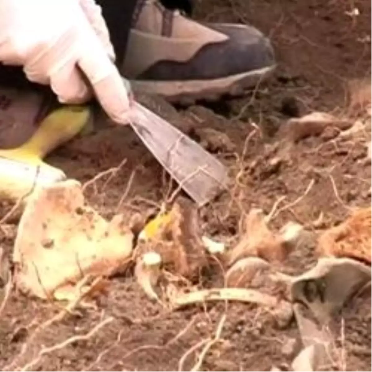 Mutki\'de Yeni Kazı