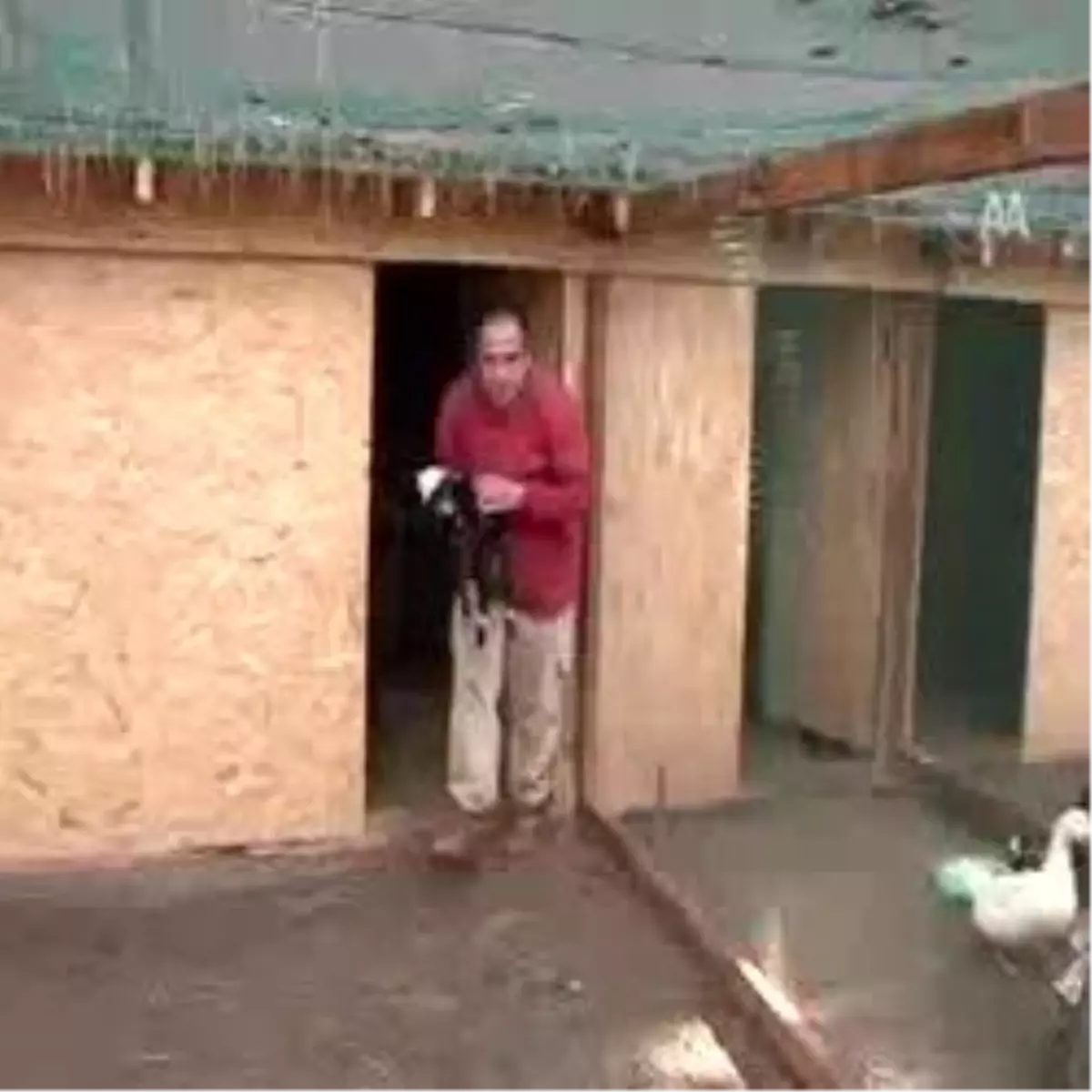 YÖK\'ten Horoz Gitti Kuzu Geldi