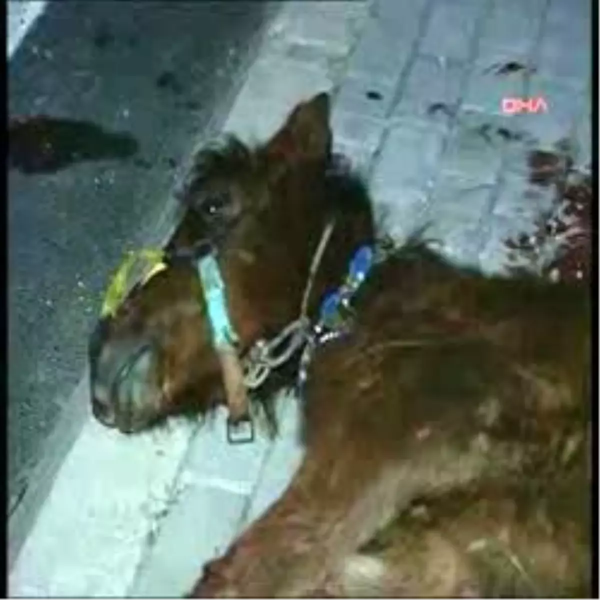 Kar Maskeli Silahlı Soyguncu Yakalandı