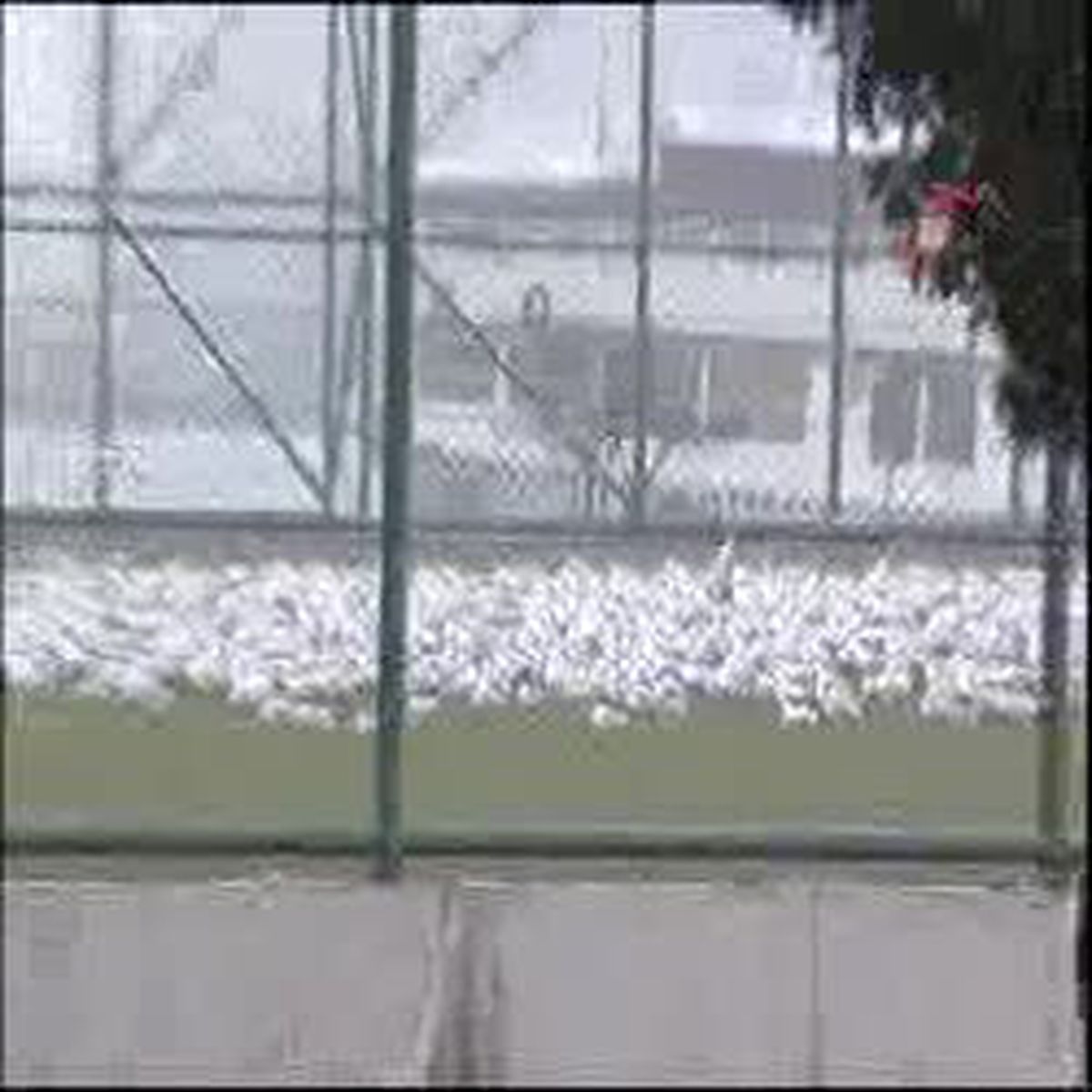 Martıların Kardan Korunma Çabası...