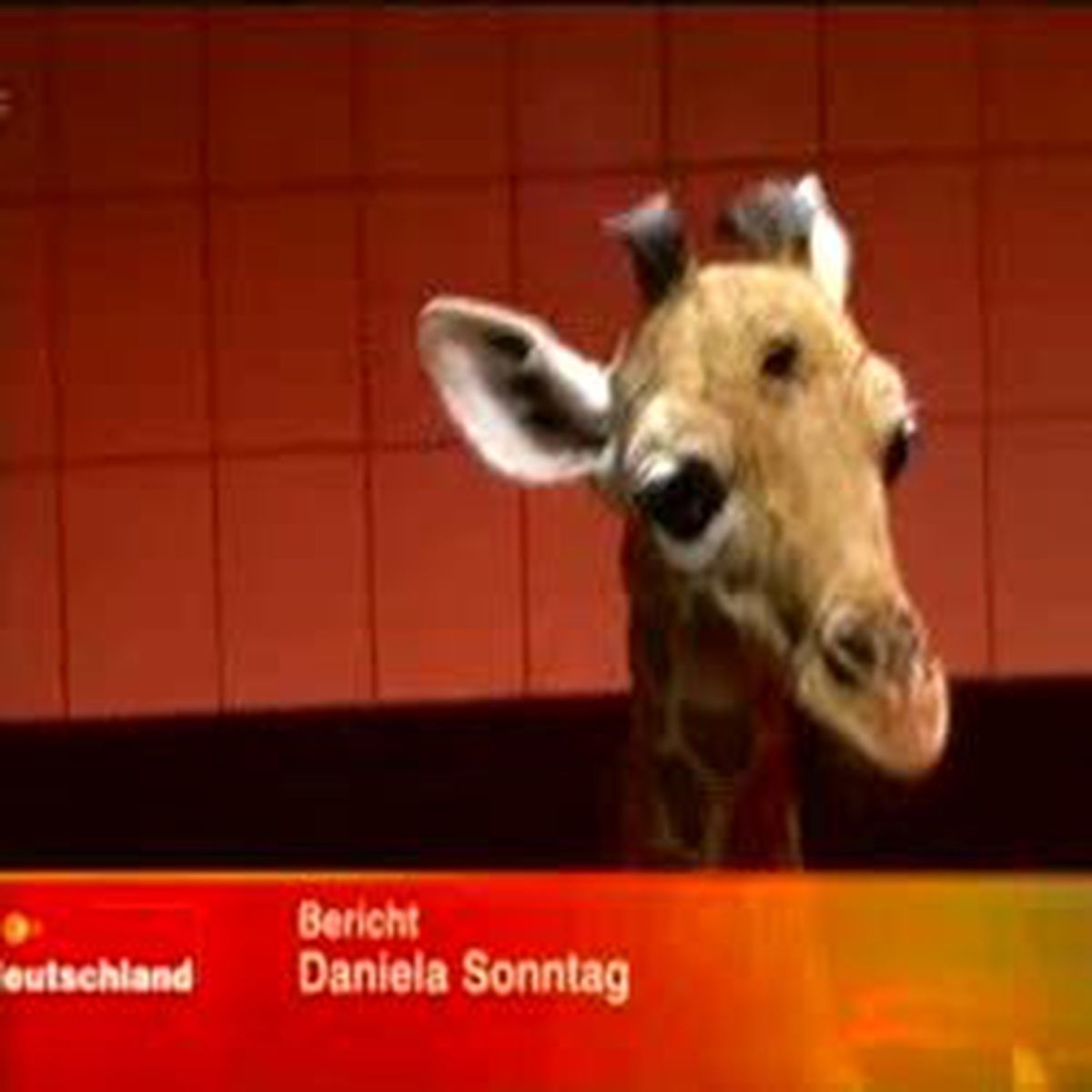 Annesinin Bacağını Kırdığı Bebek Zürafaya Bacak Ameliyatı