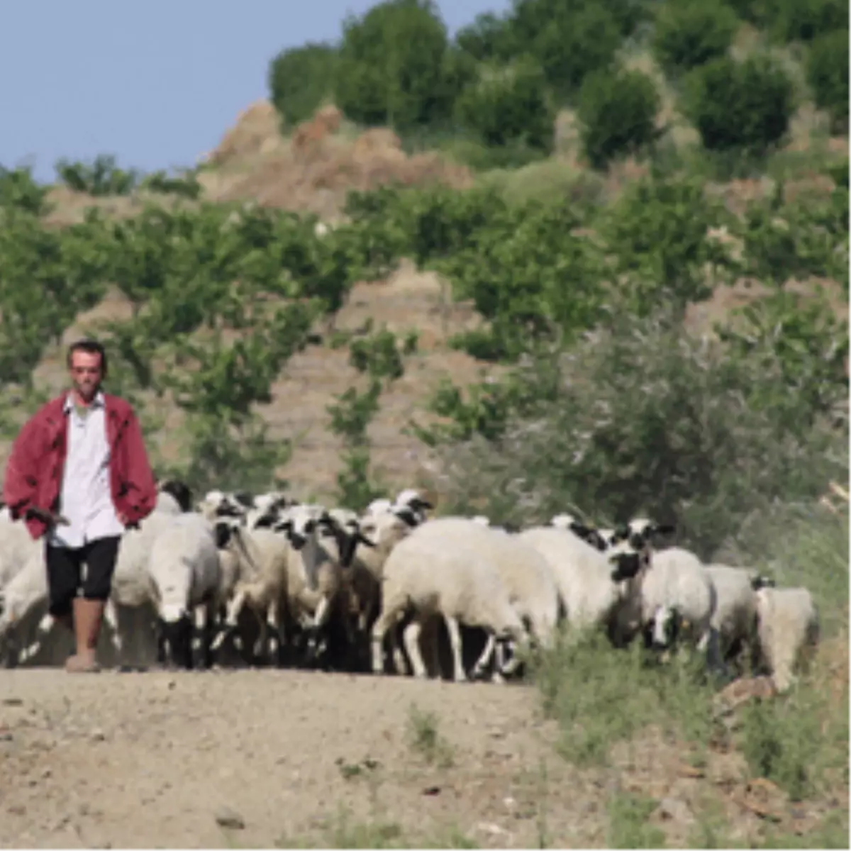 "Küçükbaş Sütü İthalatı Kolaycılığa Kaçmaktır"