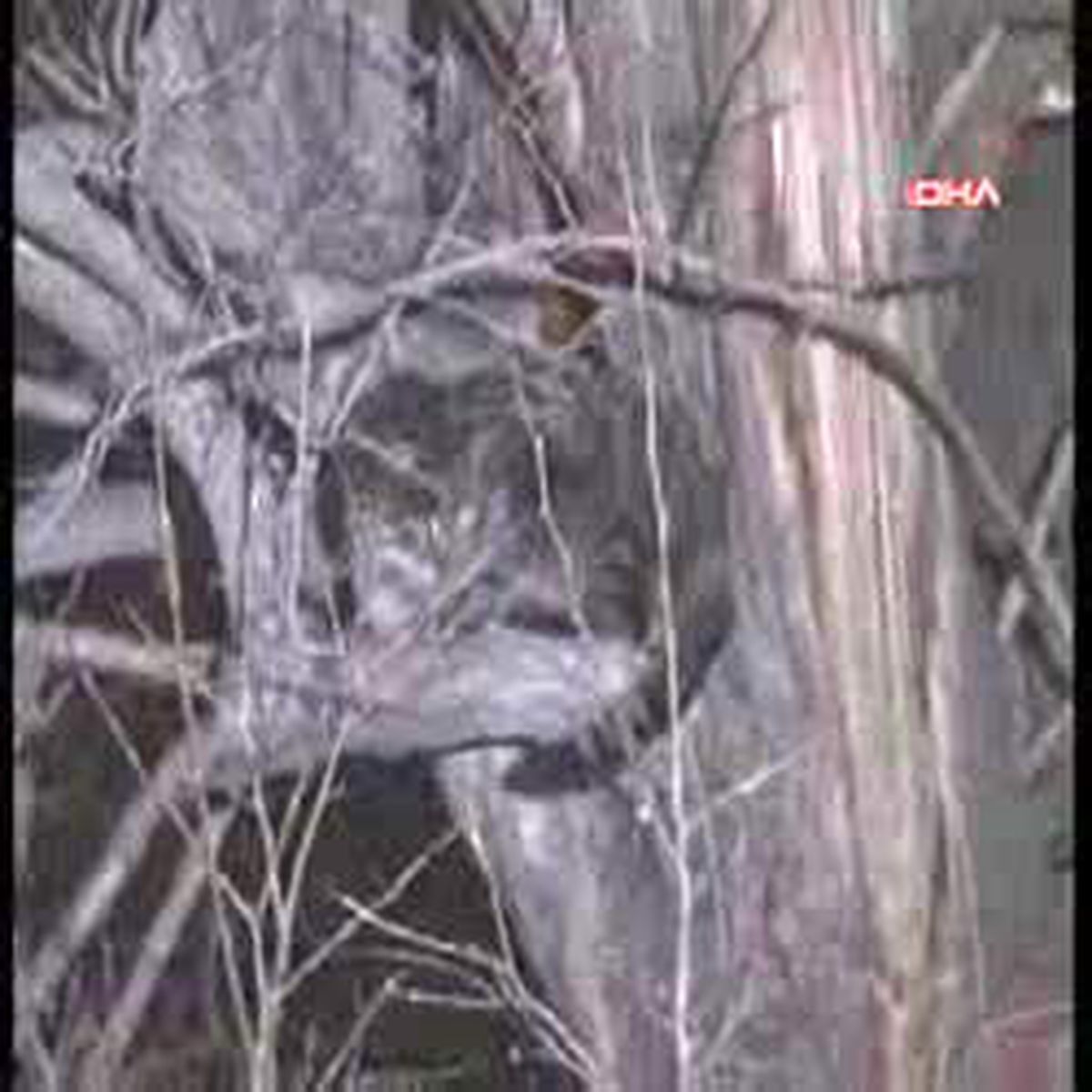 Erzurum-Köpeğin Kovaladığı Kedi Ağaçta Mahsur Kaldı