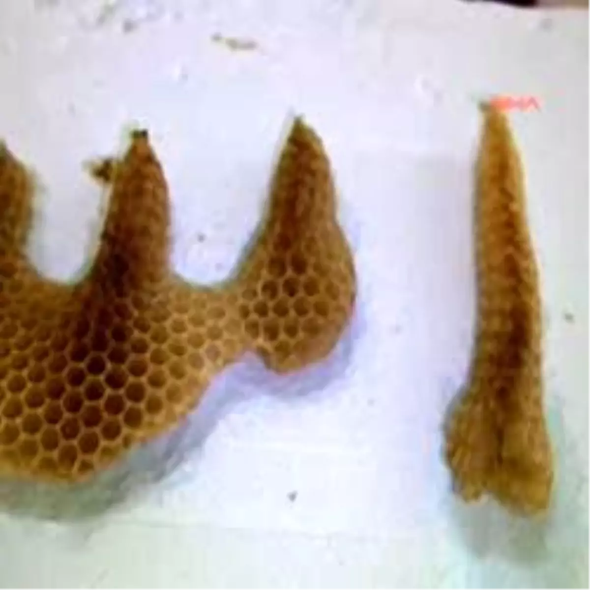 Bal Peteğinde "Allah" Yazısı