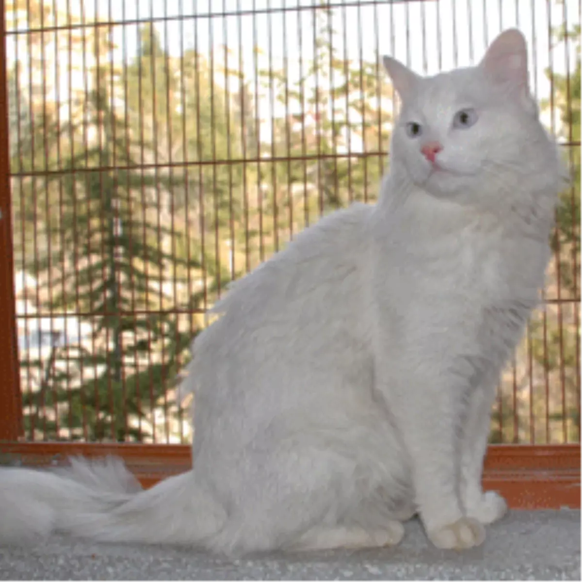 Ankara Kedileri, Büyükşehir’in Koruması Altında