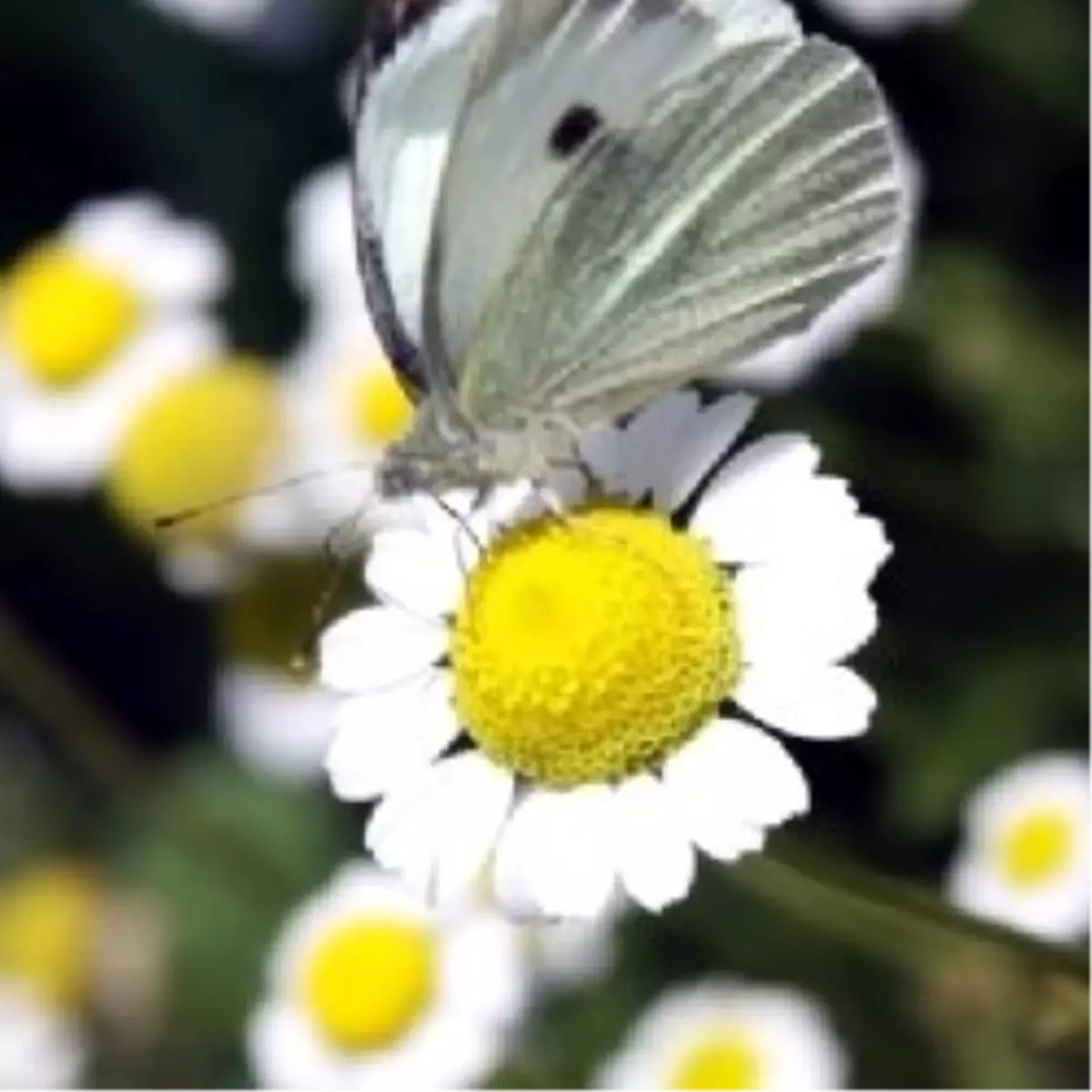 Havalar Isınmaya Devam Edecek