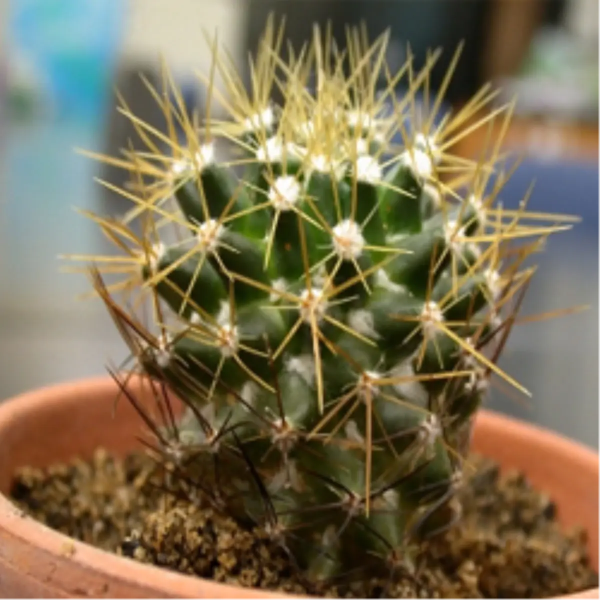 Radyasyondan Korkan \'Kaktüs\'e Sarıldı