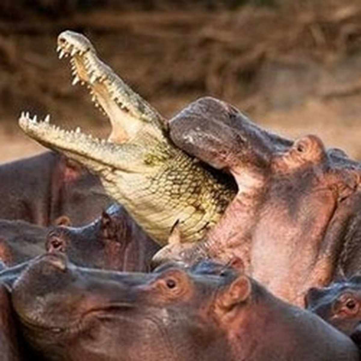 Su Aygırı Timsahı Ham Yaptı