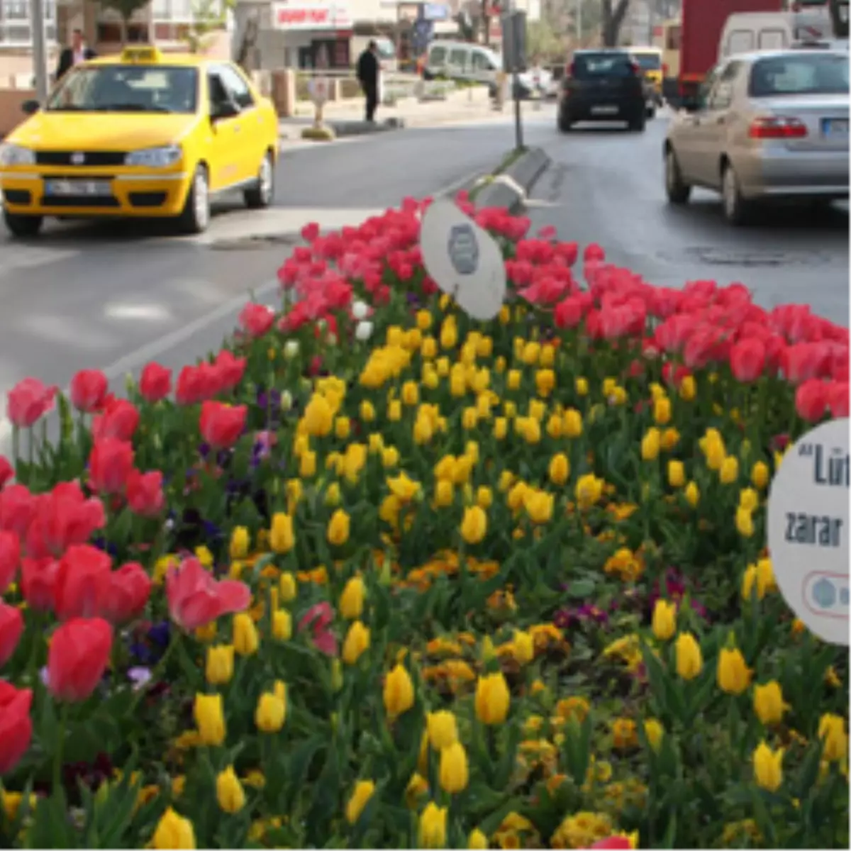 Bakırköy Lale İle Bir Başka Güzel