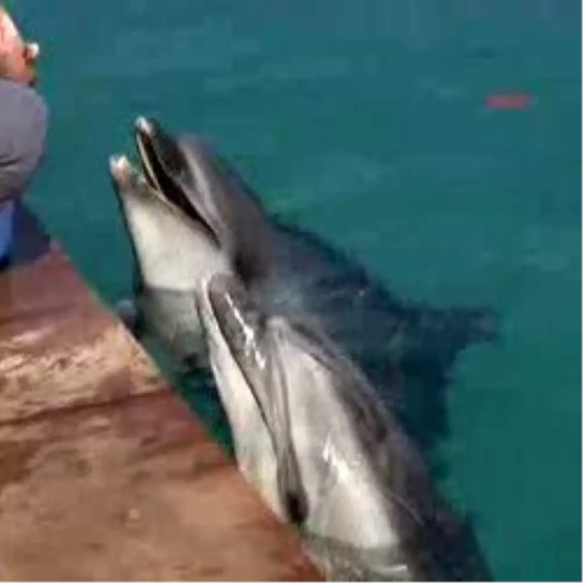 Yunus Parkındaki Hayvanların Halini Görünce Gözyaşlarını Tutamadılar