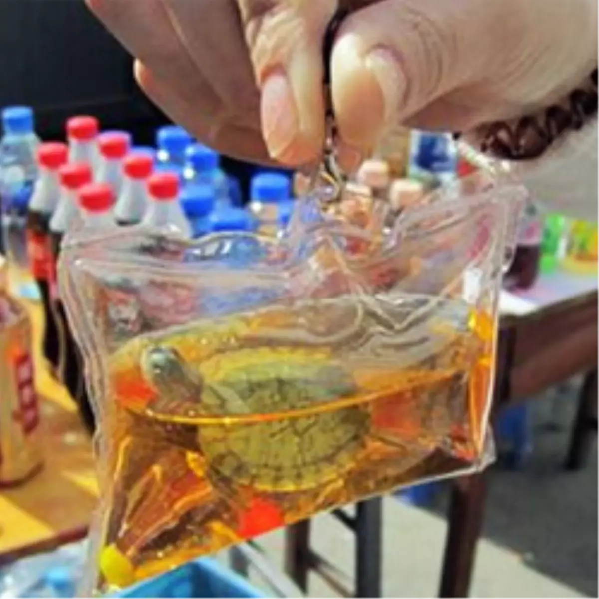 Bunun Adı Çılgınlık Değil De Ne!