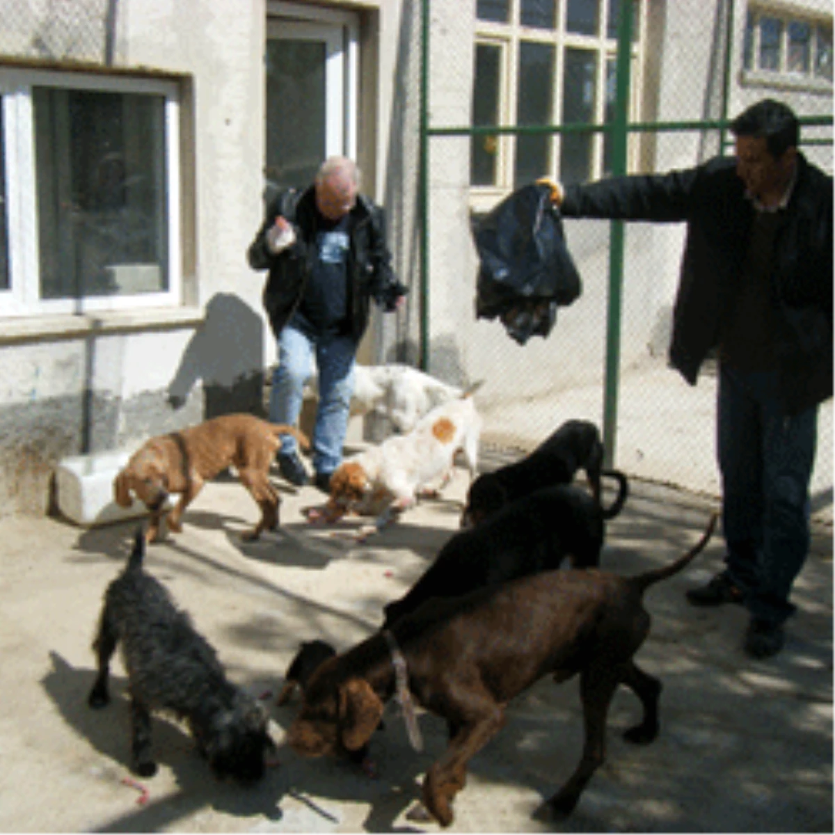 Karaman Belediyesi Hayvan Yeni Yerine Taşınıyor