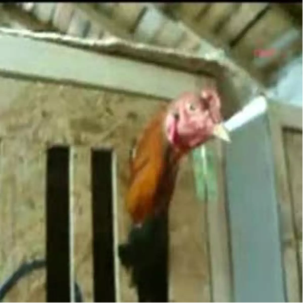 Tokat\'ta Horoz Dövüşüne Polis Baskını: 45 Kişi Gözaltı