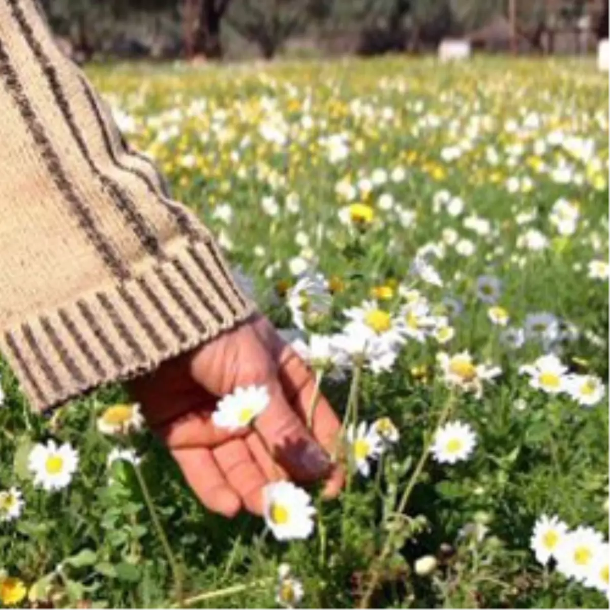 Baharı Bekleyenlere Müjde