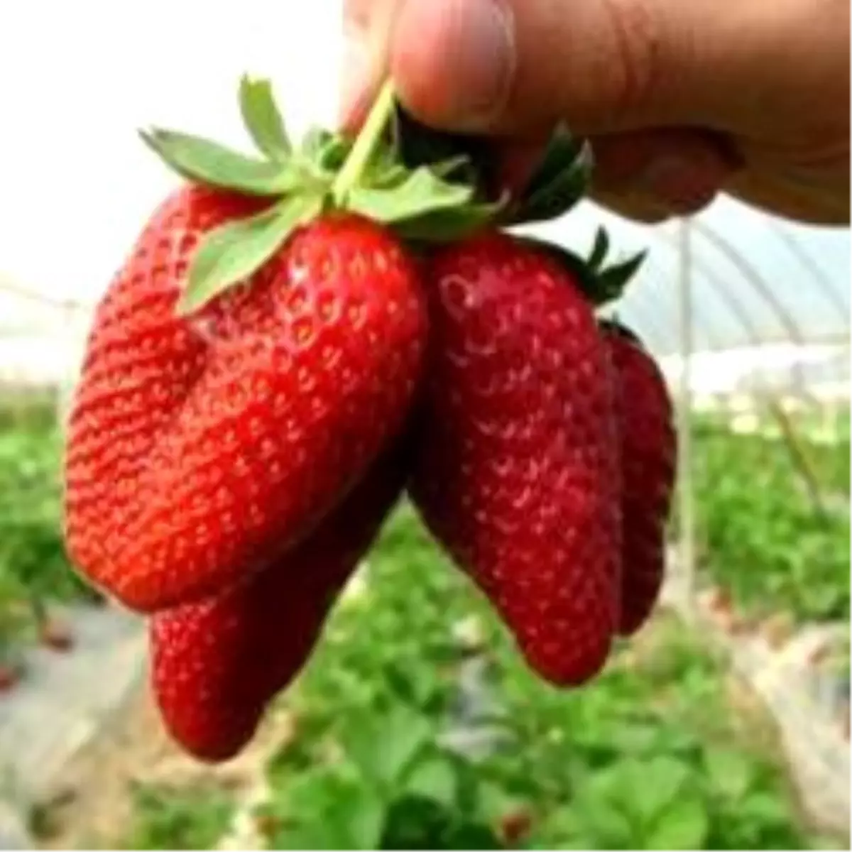 Dünya Çiftçisinin Yeni Erkenci Çilek Çeşitleri Türkiye'den