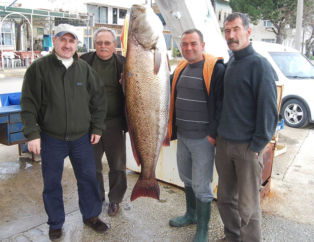 Gemlık'te Dev Eşkine Yakalandı