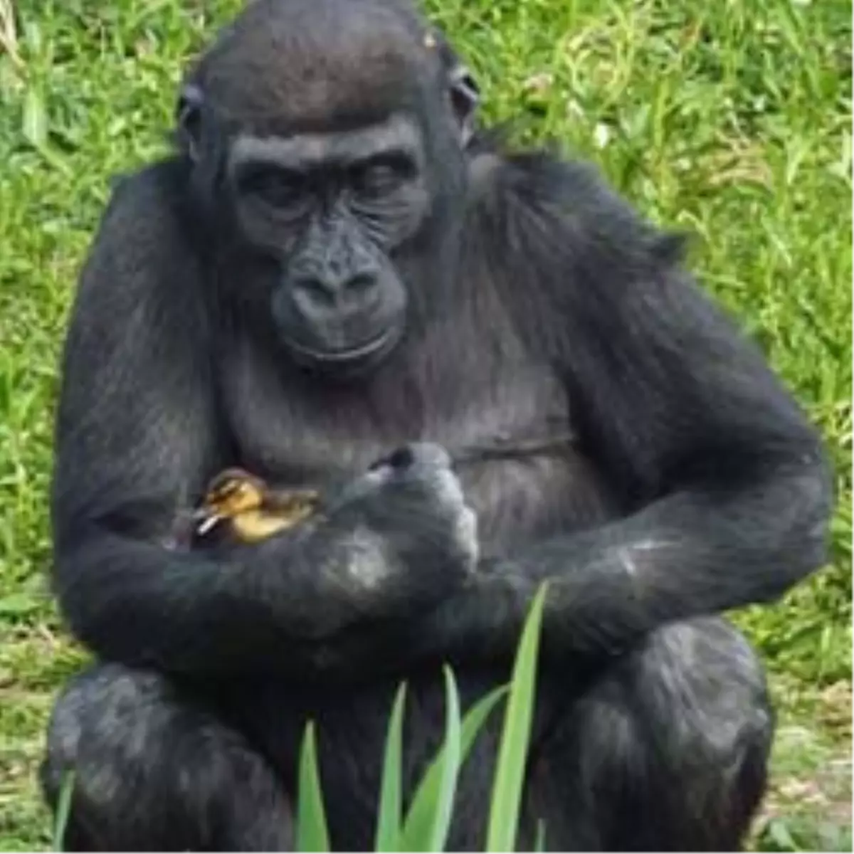 Gorilden Babalık Dersi