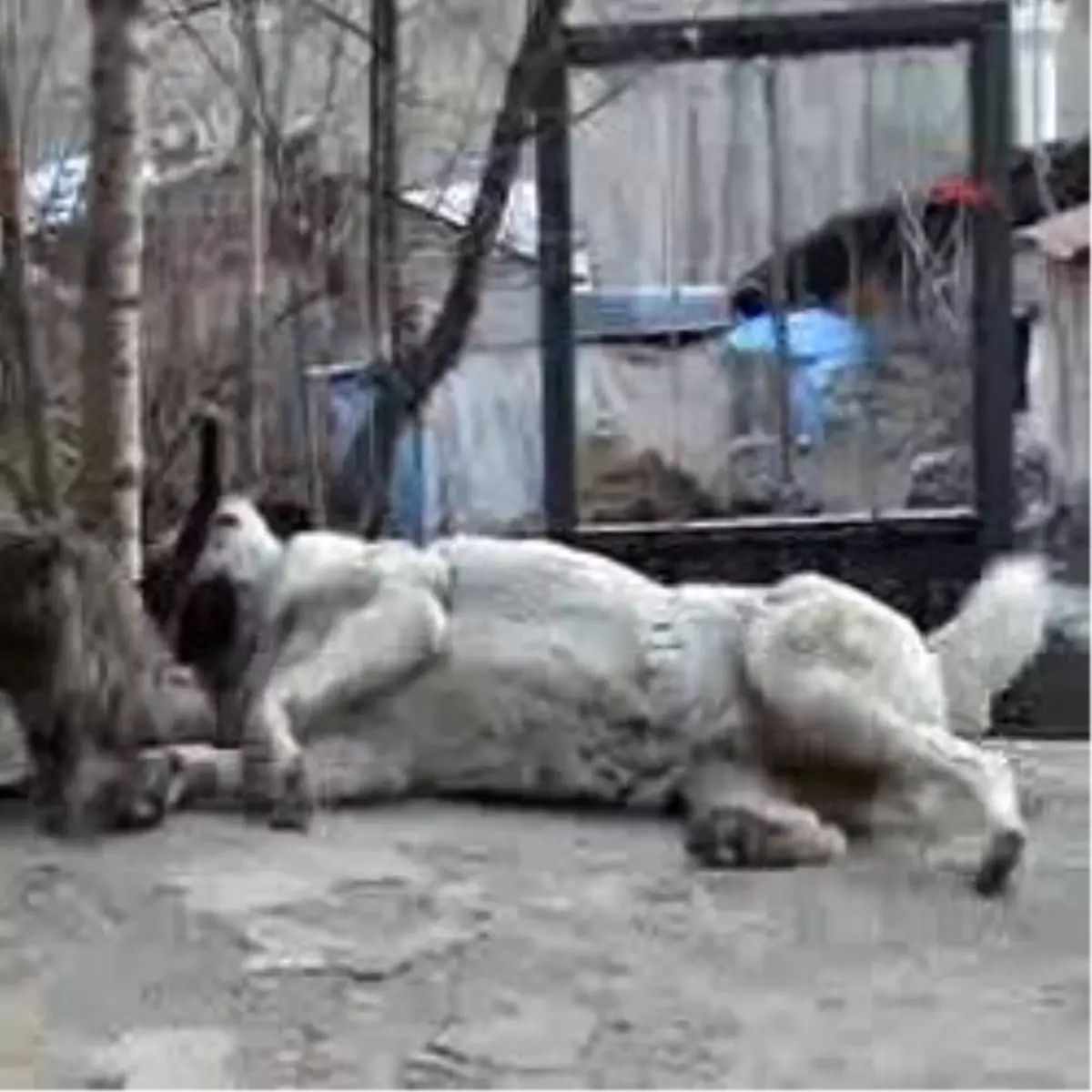 Kangal, Yavru Kediyi 6 Ay Emzirdi