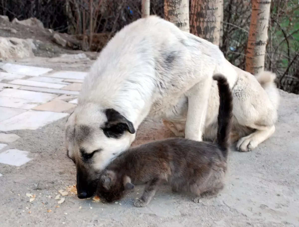 Kangal, Yavru Kediyi Emzirdi