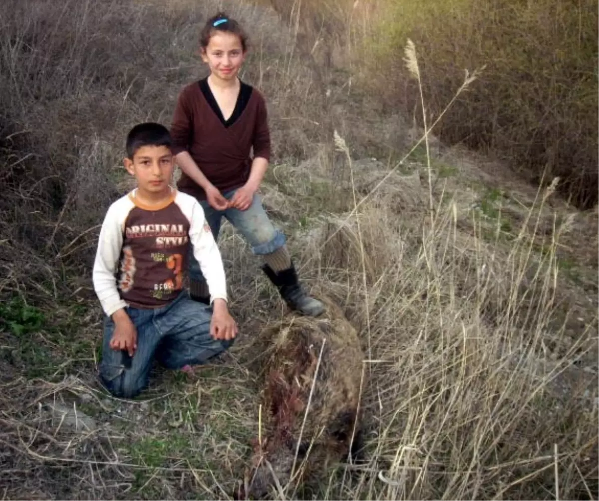 Ermenistan\'dan Gelen Domuzlara Sürek Avı