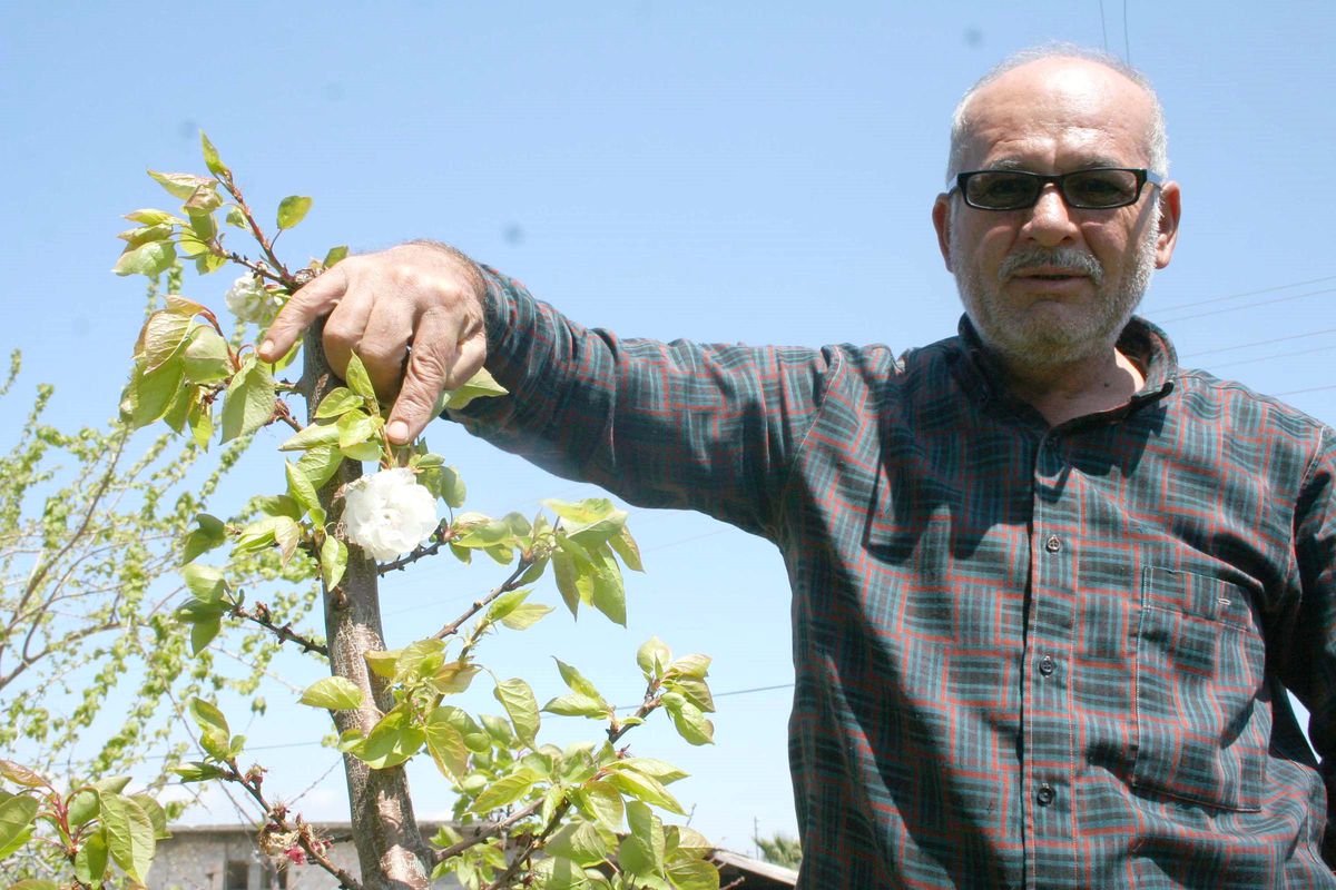 Kaysı Ağacı Gül Şeklinde Çiçek Açtı