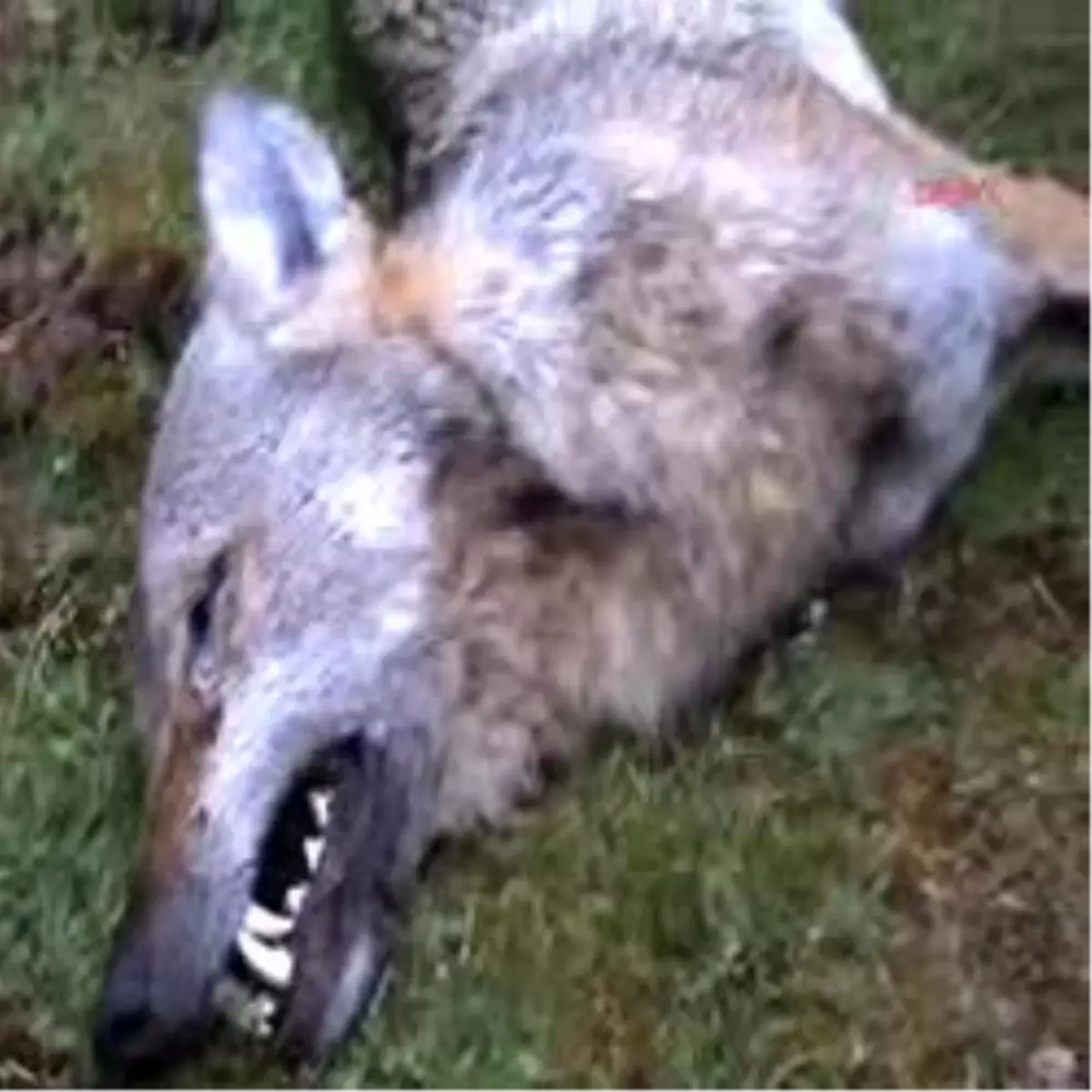 Kurt Korkusundan Kurtuldular