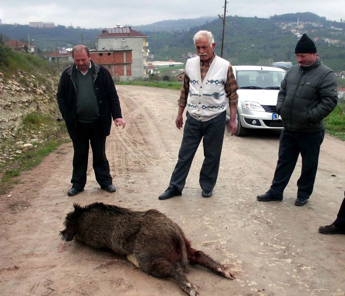 Köye İnen Domuz Vurularak Telef Edildi