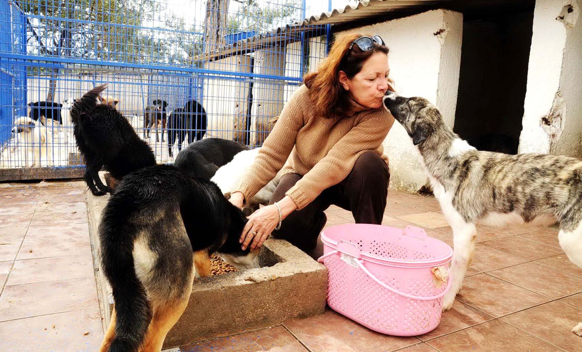 Türk Bayraklı Pitbull Tepkisine Dava