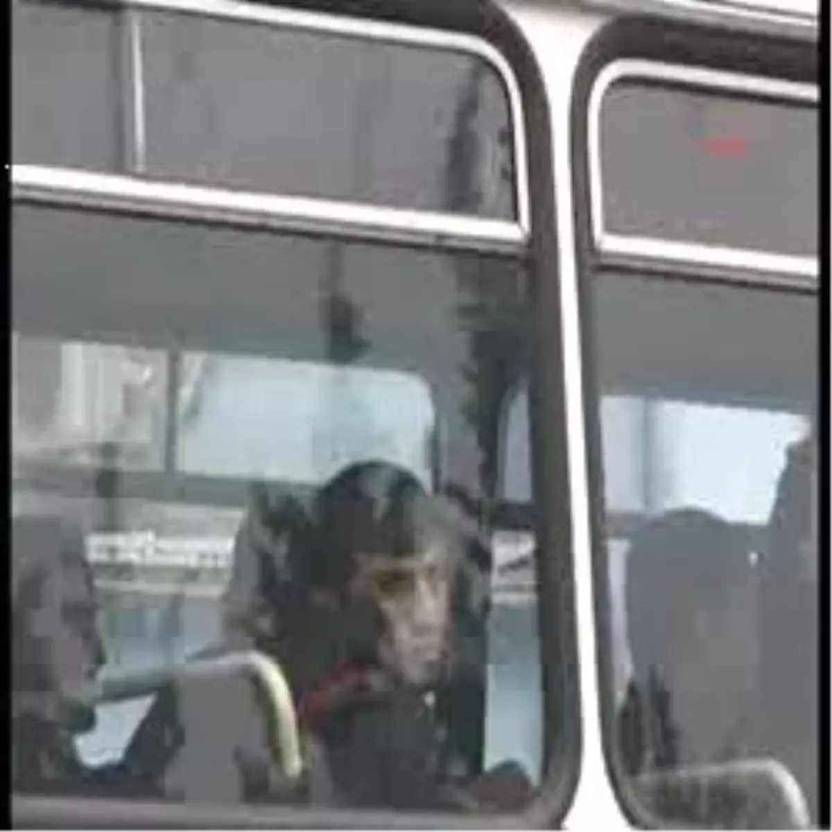 Sosyetik Çetecilere 10 Tutuklama