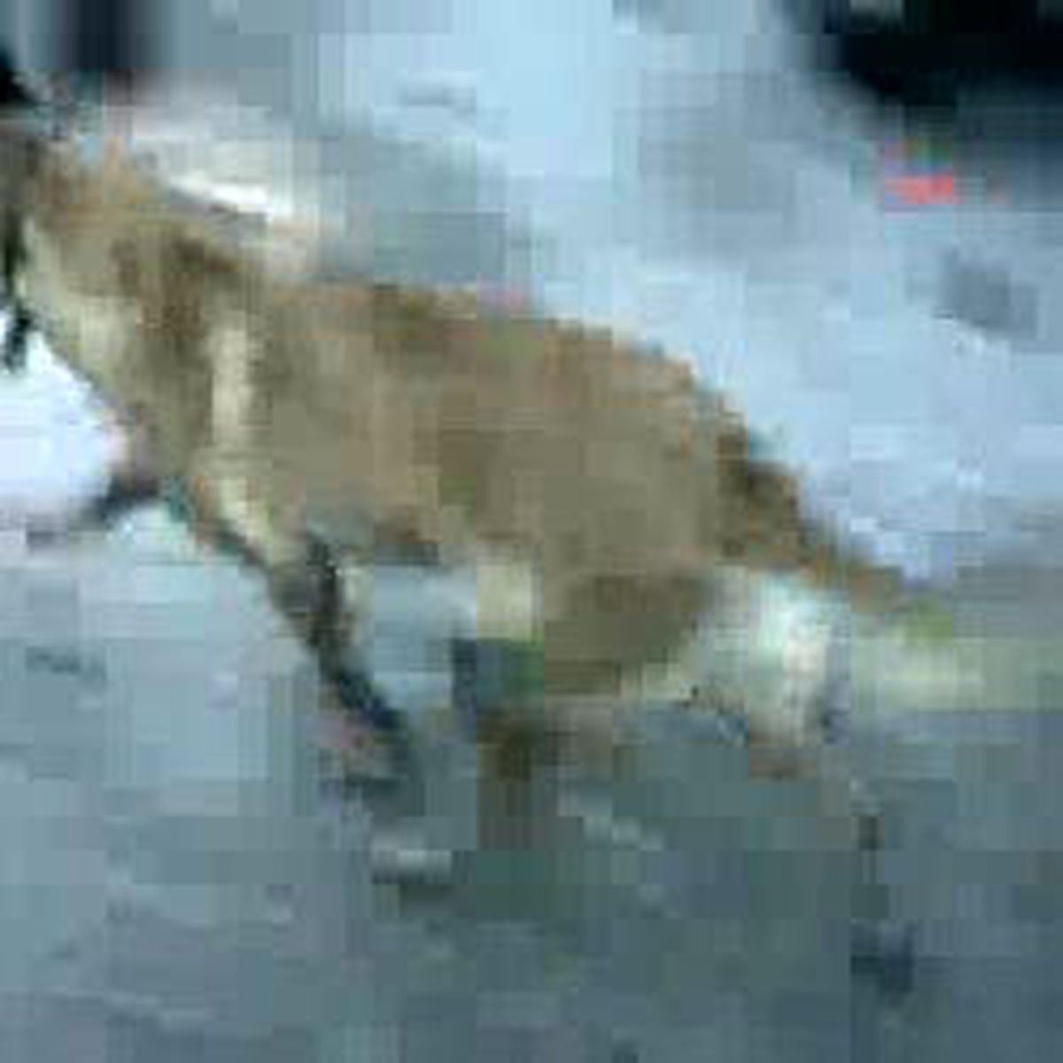 Zehir Tüccarı Kumpas'a Takıldı