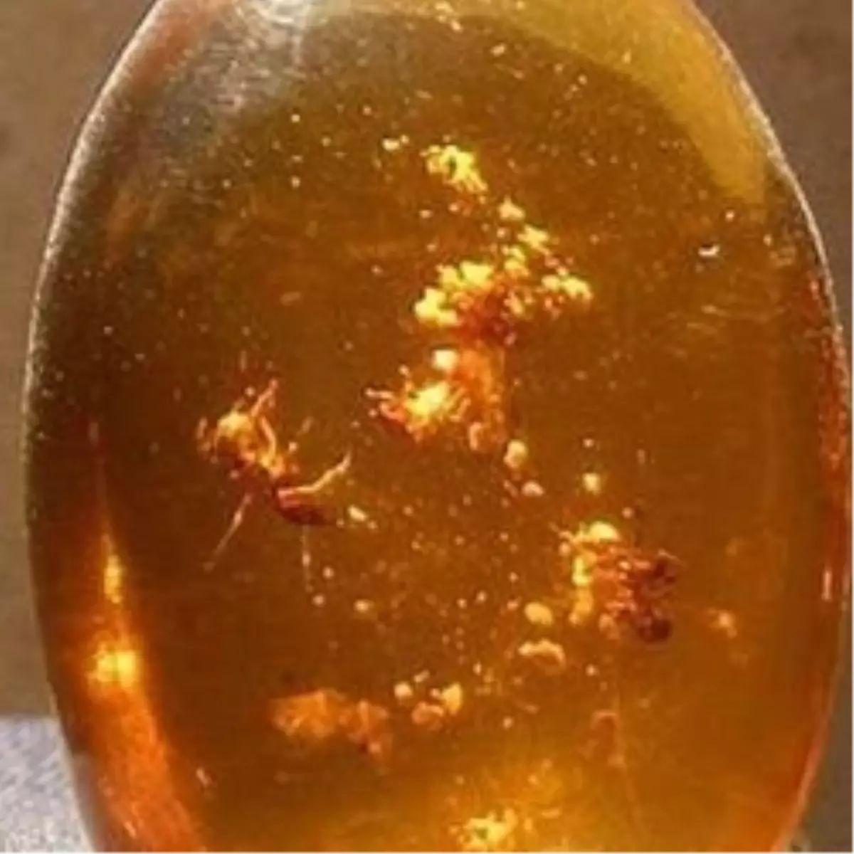 20 Milyon Yıl Önce Yaşamış Böcekler