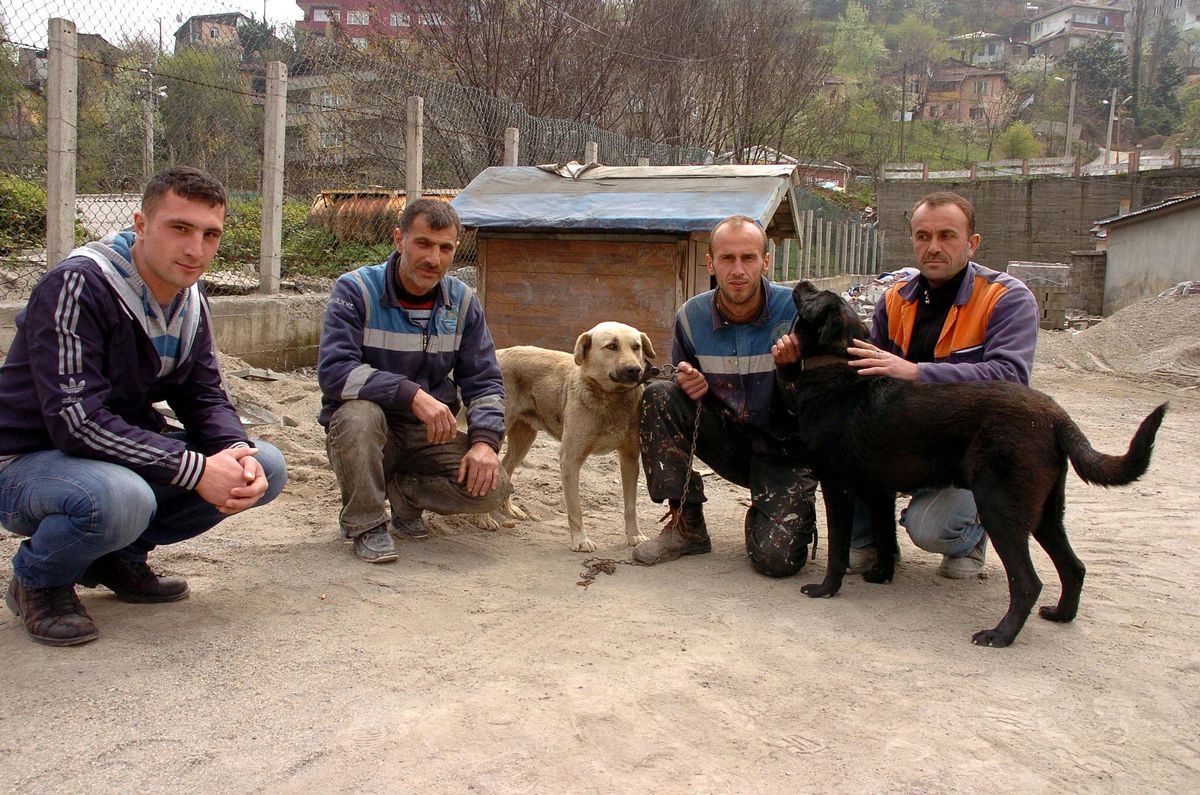 Belediyenin İnşaat Sahasını 'panço' ve 'Rambo' Koruyor