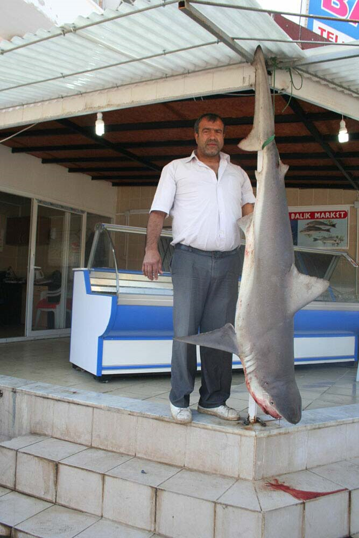 2, 5 Metrelik Köpek Balığı Yakalandı