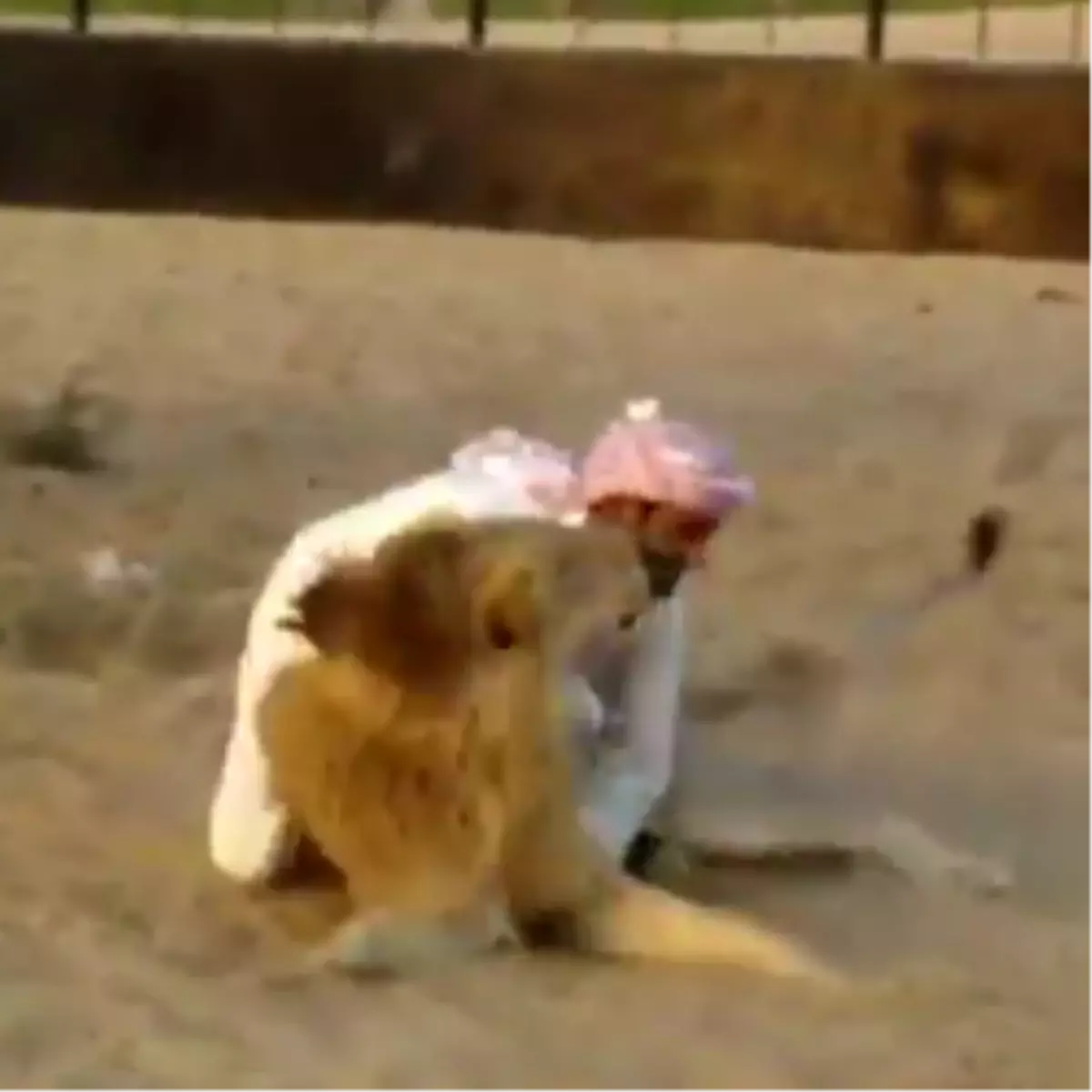 Aslanın Üstündeki Adam Bakın Ne Yaptı