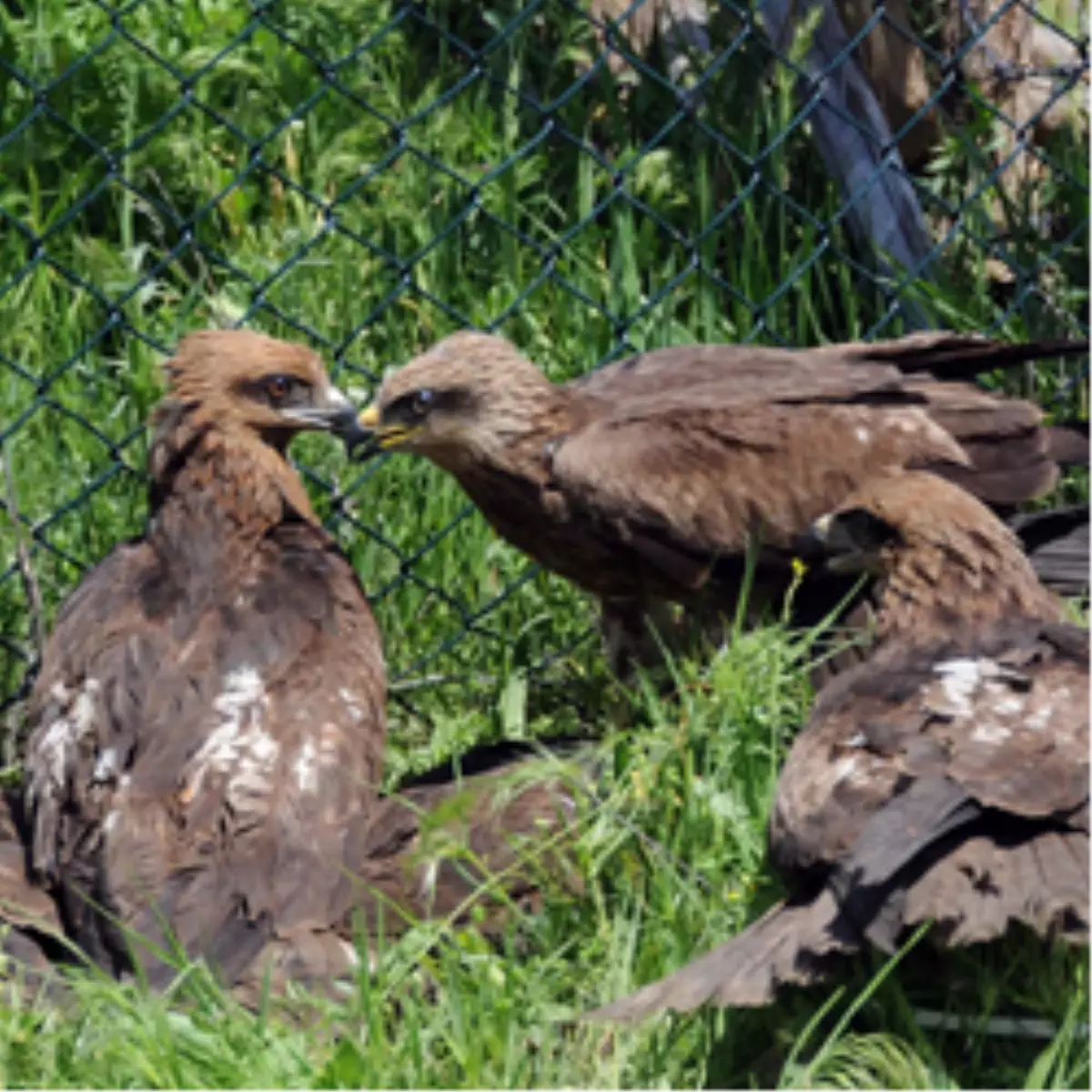 Bu Doğanlara Ne Oldu?