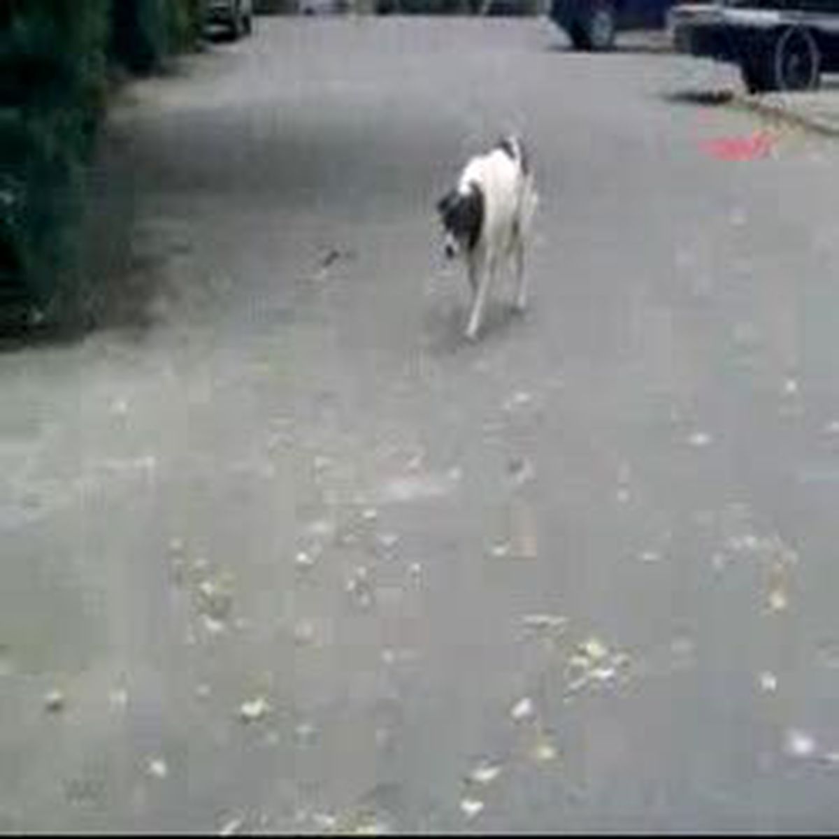 Kedinin Yüreği Ağzına Geldi