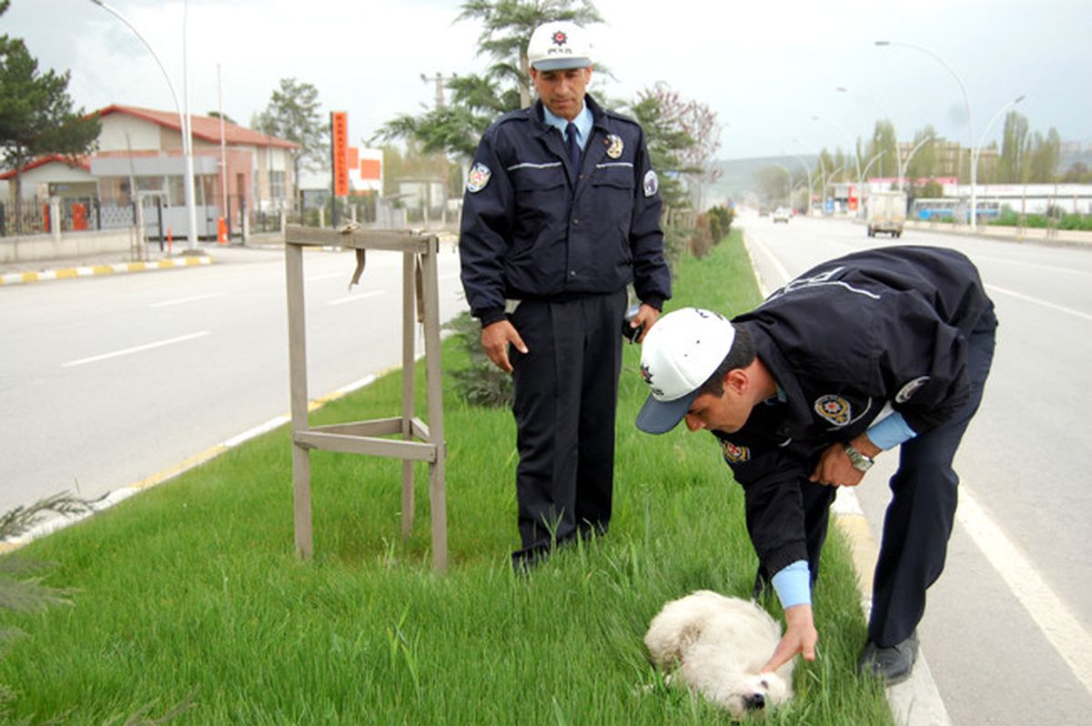 Yaralı Köpeğe Trafik Polisleri Sahip Çıktı
