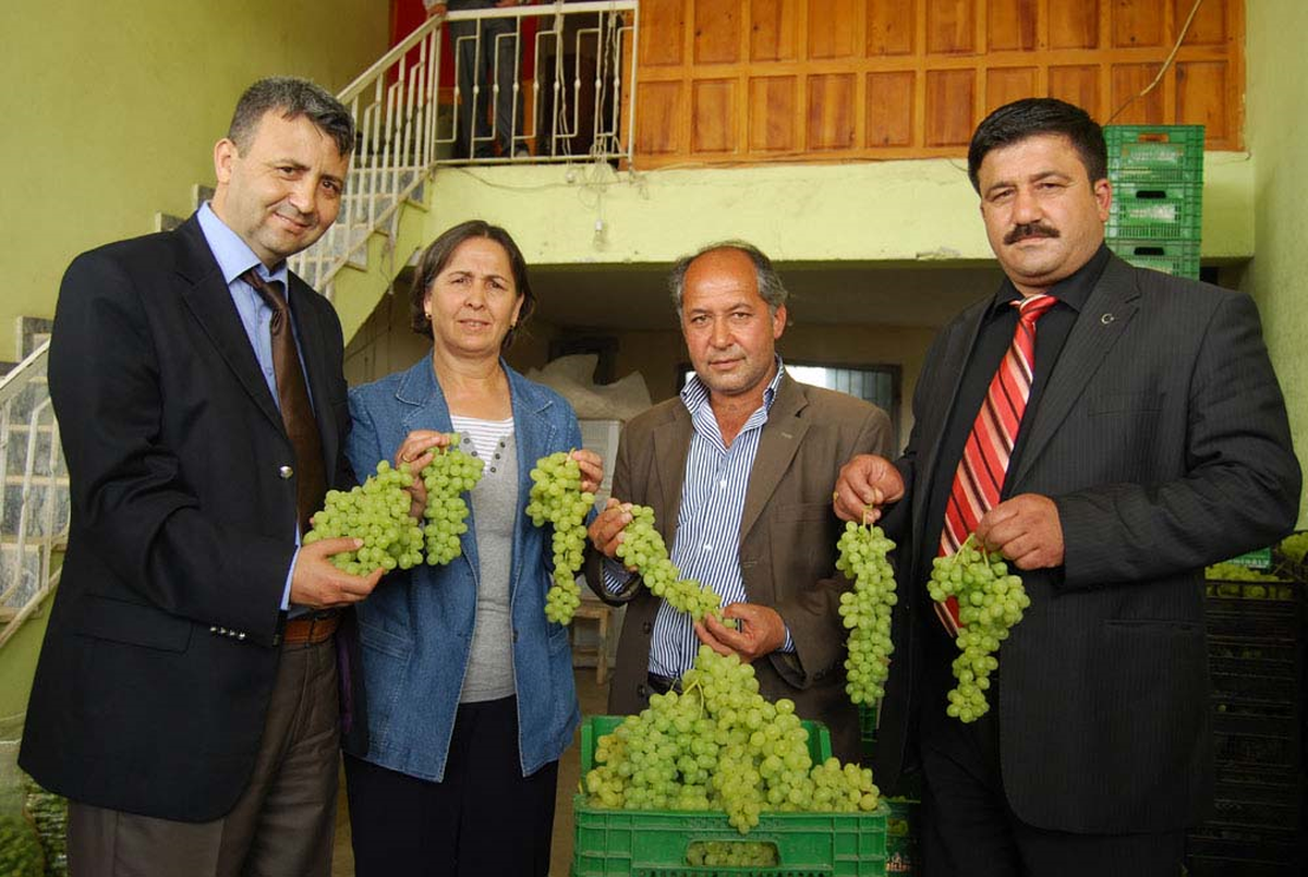 Silifke'de Örtü Altı Üzümün Kilosu 10 Tl