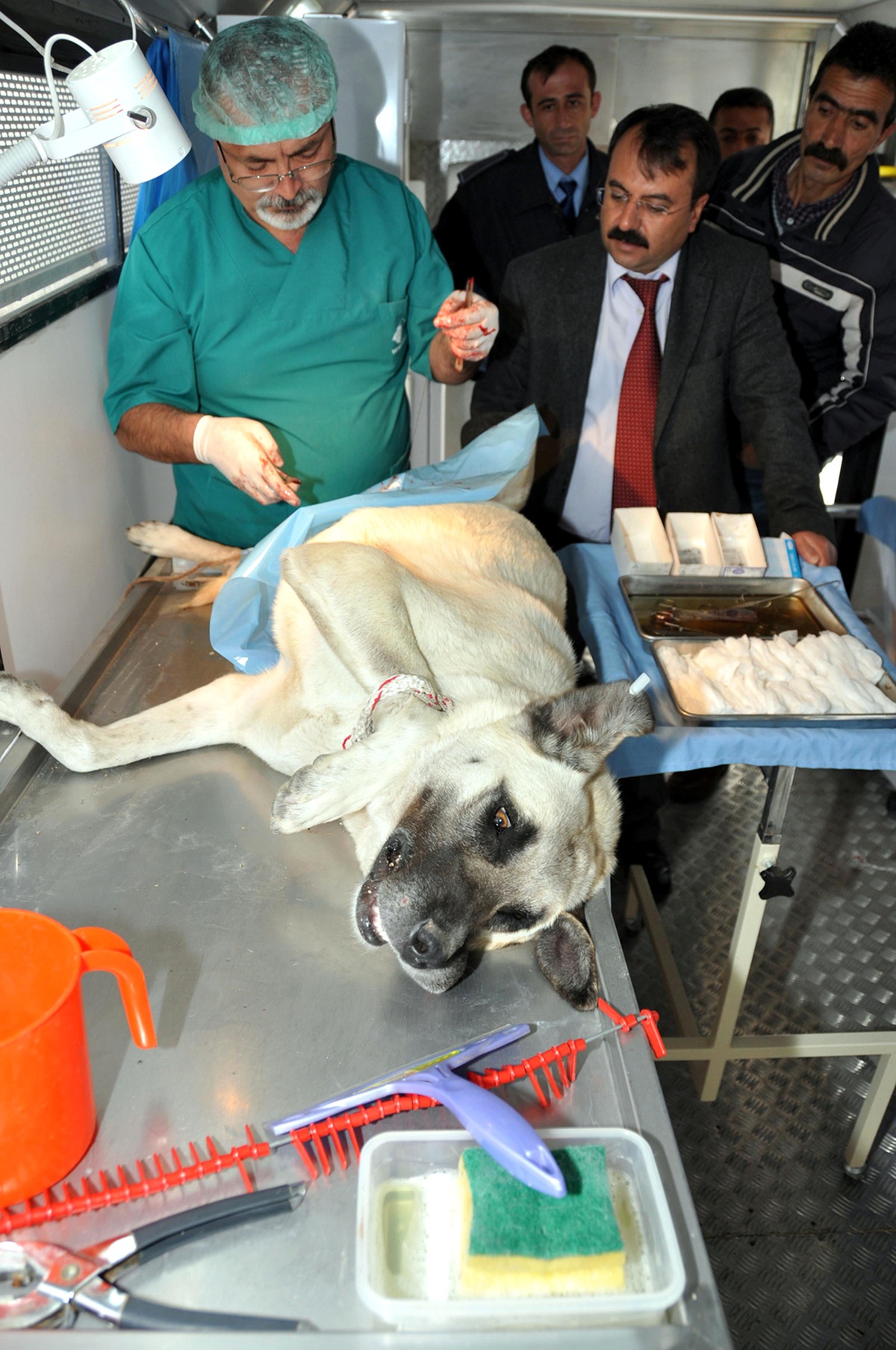 Sokak Köpekleri İçin 'kısırlaştır, Aşılat, Yaşat' Kampanyası