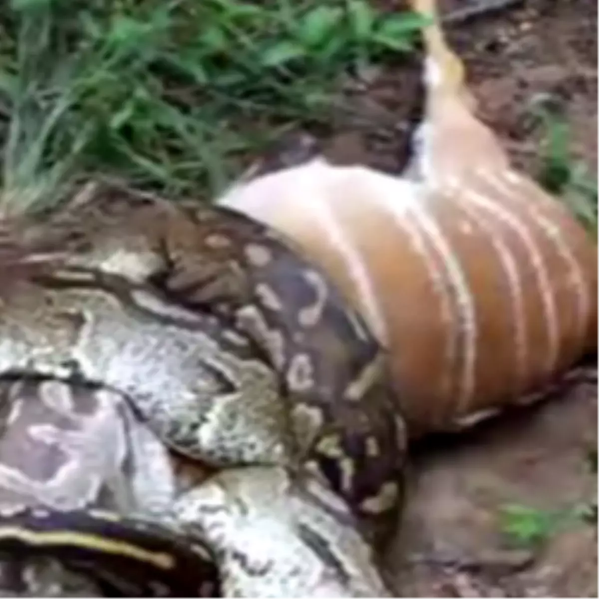 Anakonda Ceylanı Böyle Yuttu / Video