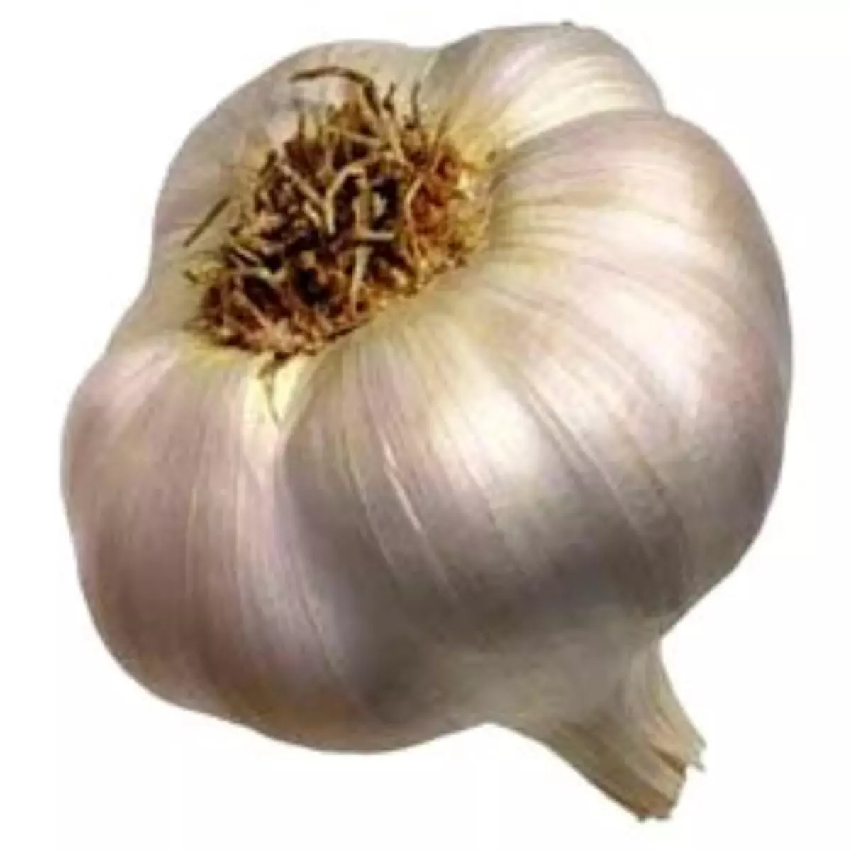 Taşköprü Sarımsağına "Çin" Tehdidi