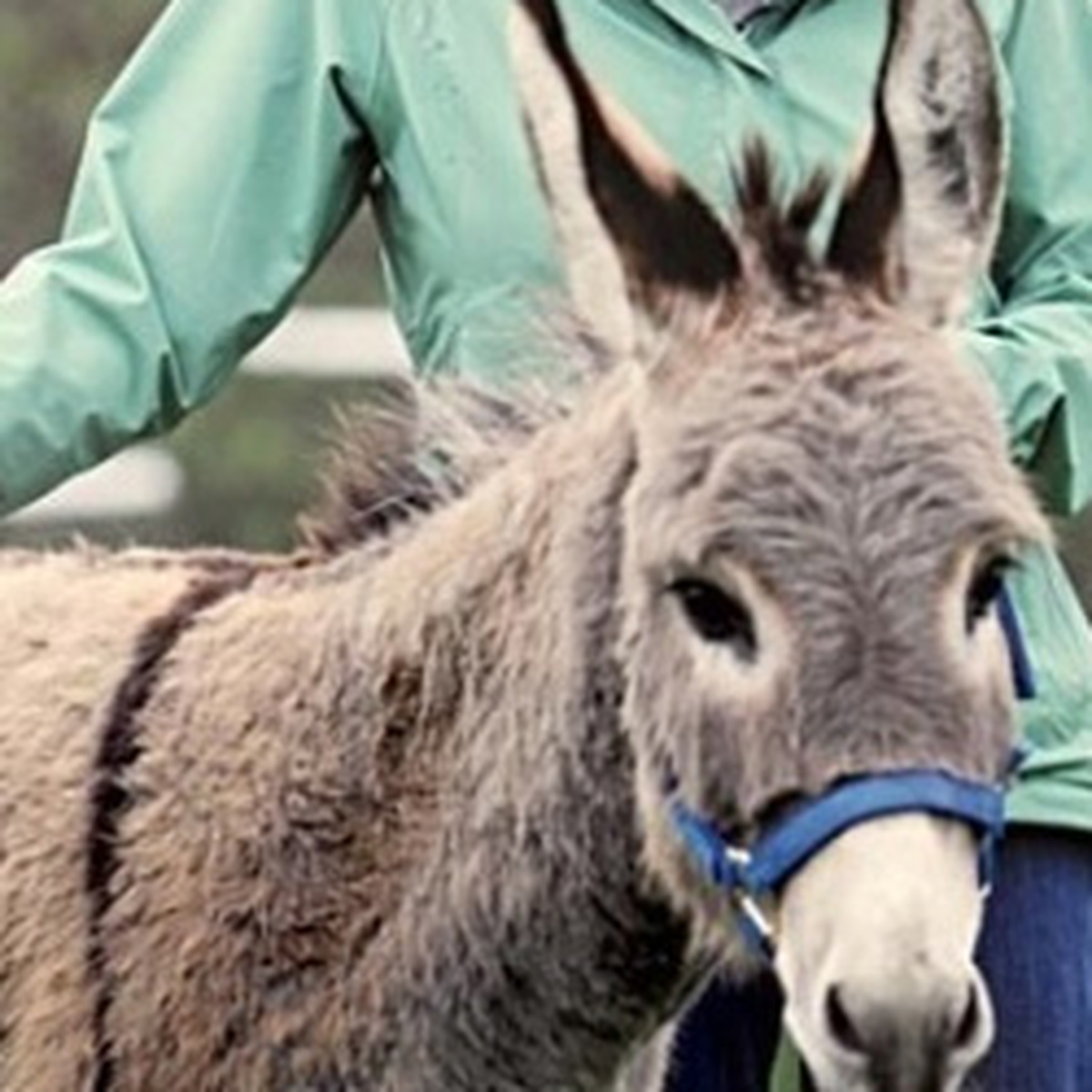 Şansı Dönen Iraklı Eşek