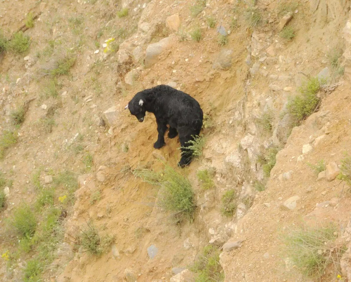 Uçurumda Oğlak Kurtarma Operasyonu