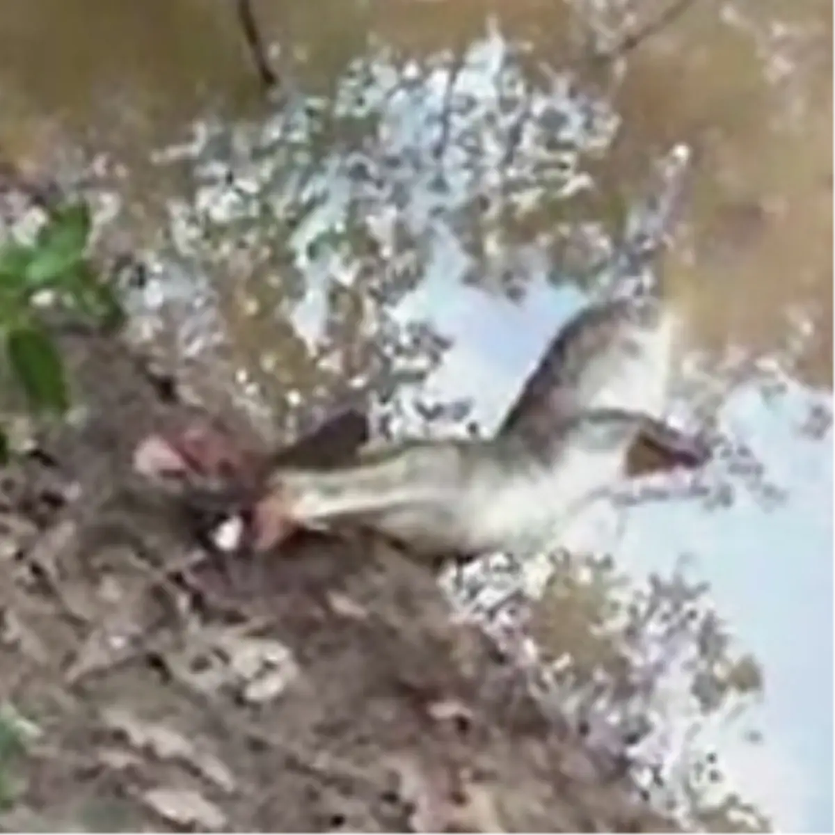 Balık Timsahı Nasıl Öldürebilir? Video