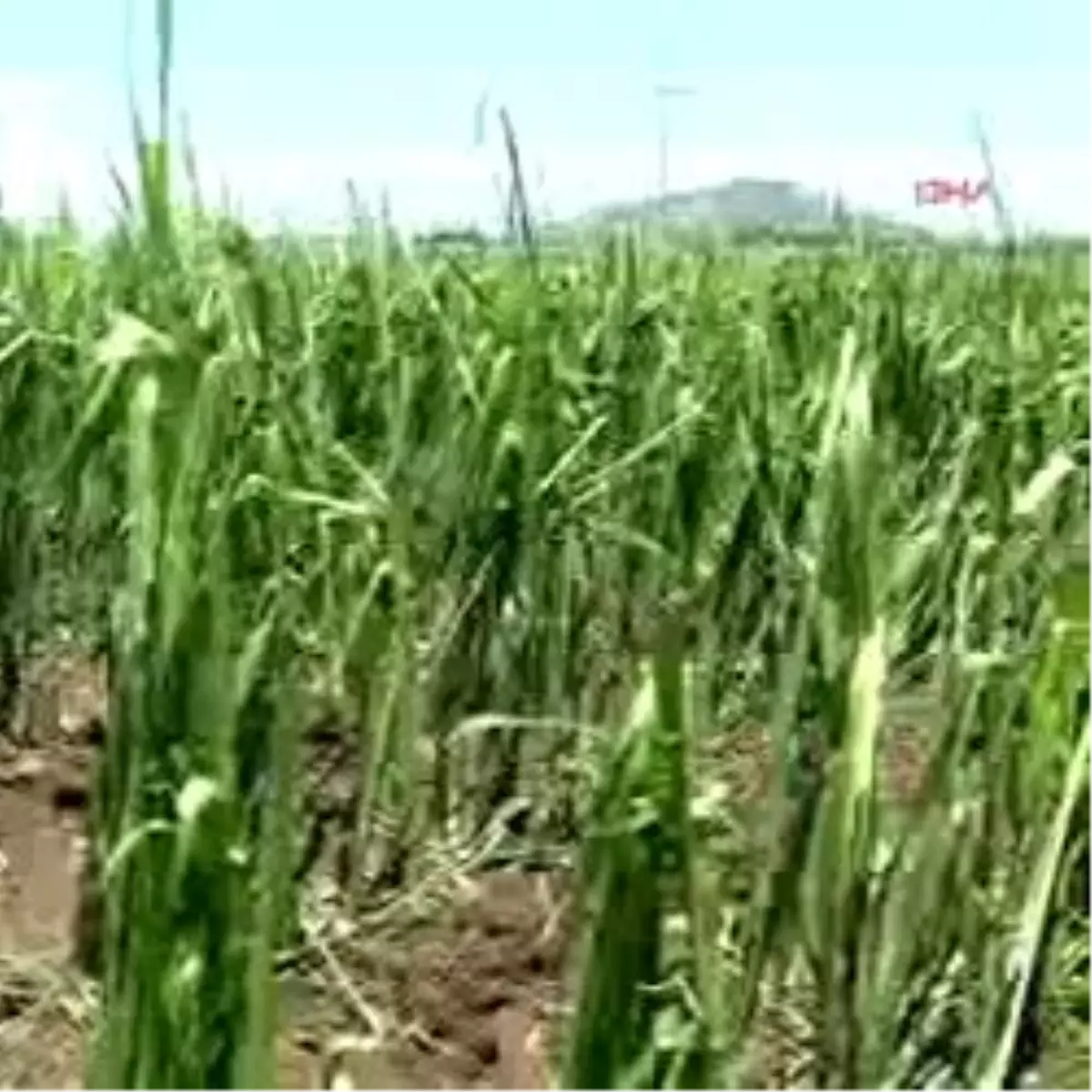 Osmaniye\'de Dolu Zararı