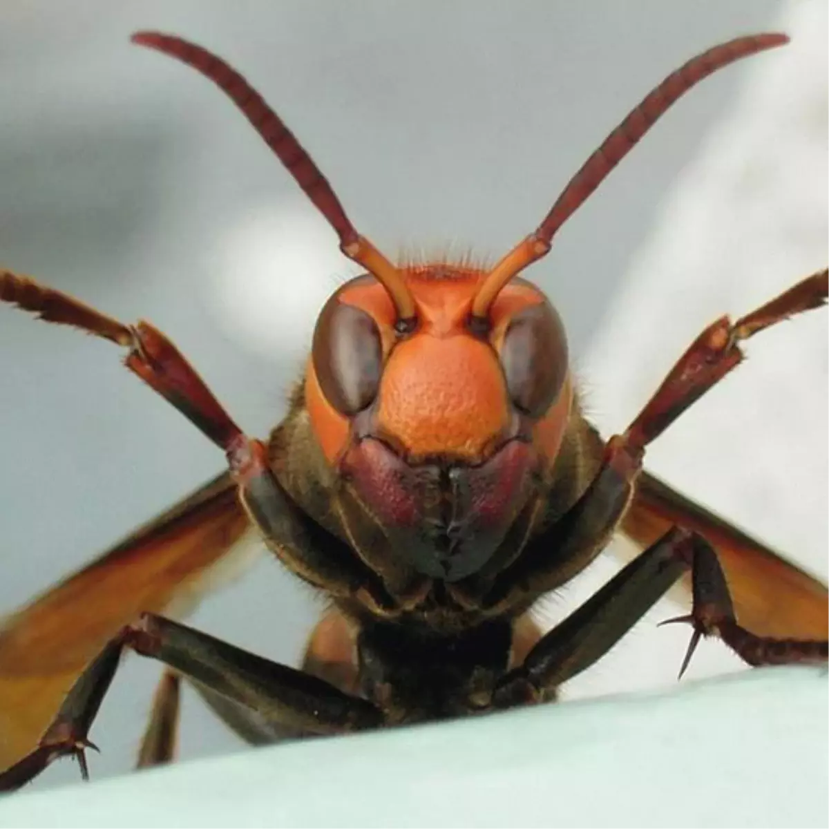 Cinayeti Böcekler Çözecek