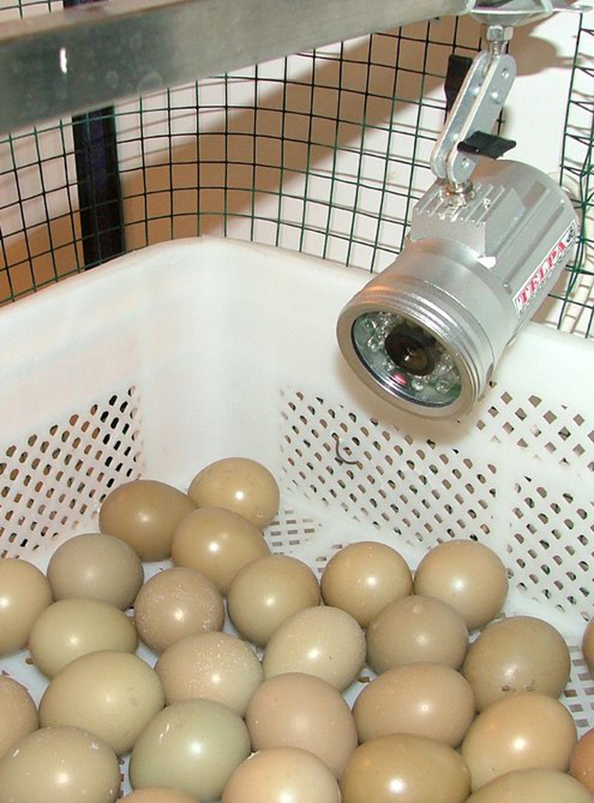 Yavru Sülünlerin Yumurtadan Çıkışı İnternetten Canlı Yayında