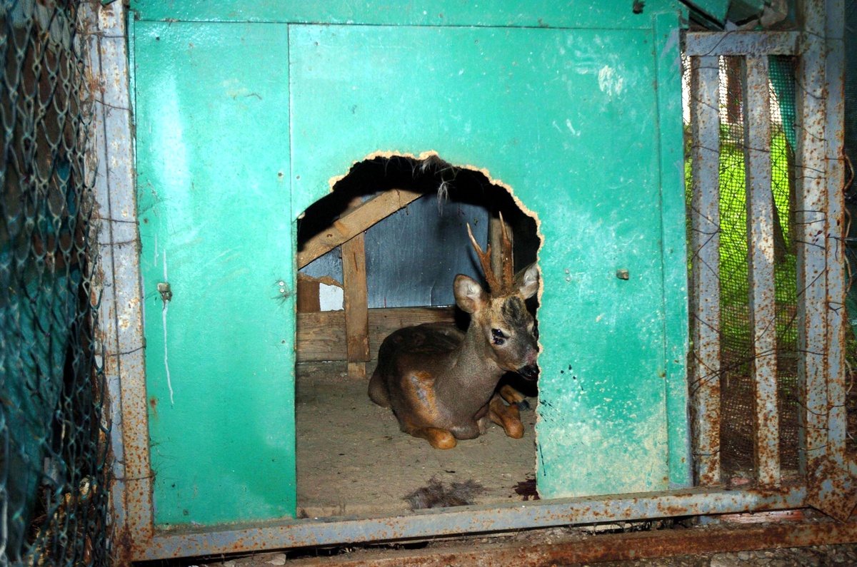 Köpeklerden Kaçan Karaca Otele Girdi
