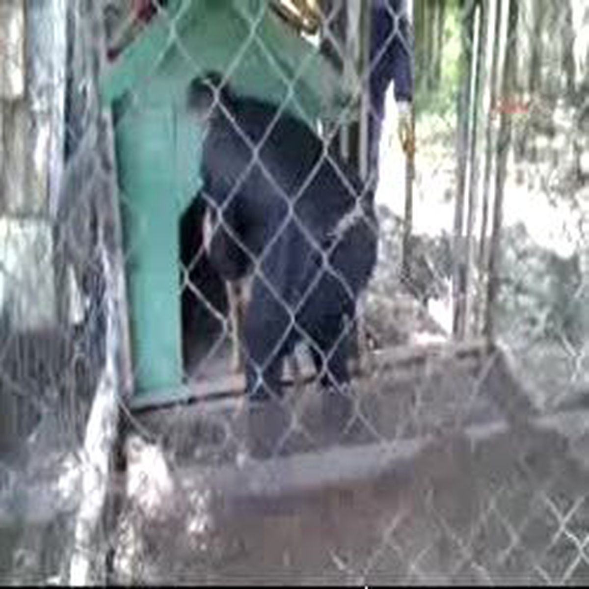 Köpeklerden Kaçarken Otele Daldı