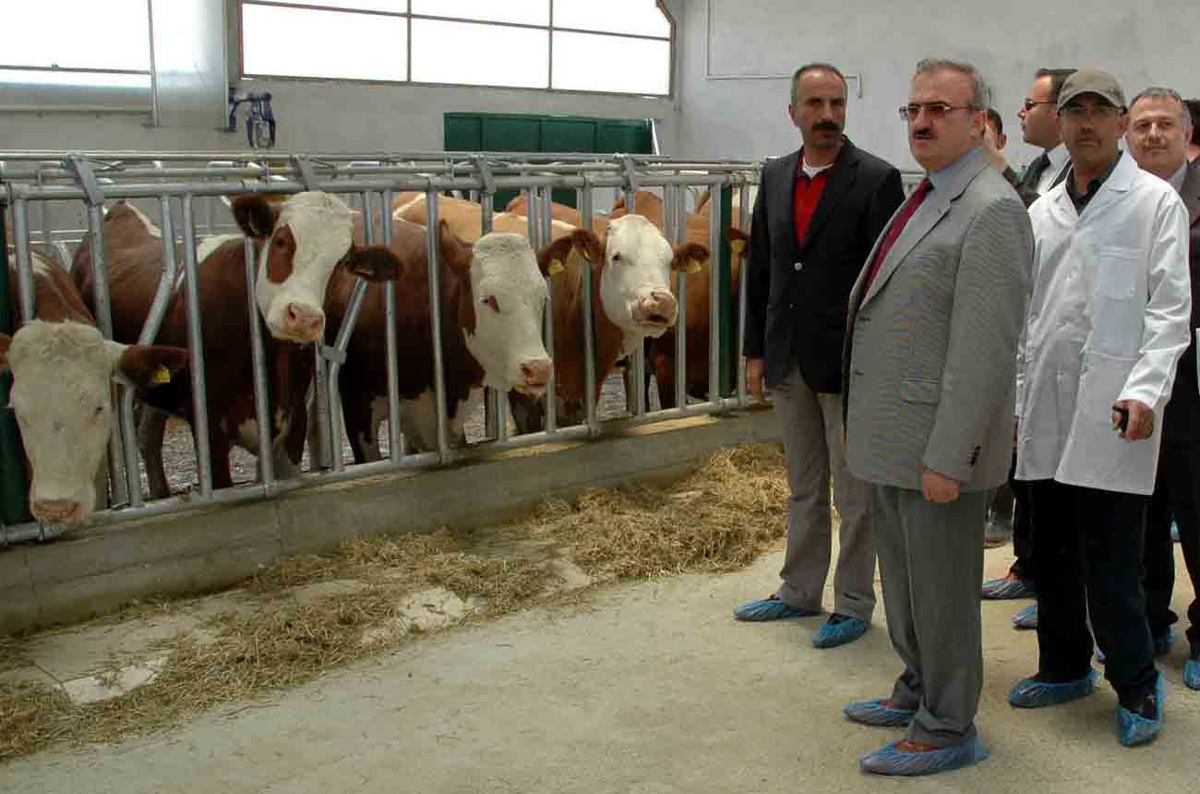 Avusturya'dan 113 Simental Cinsi İnek Van'a Getirildi